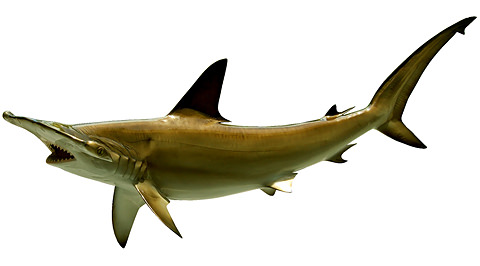 Hammerhead Shark - BigWater Adventures