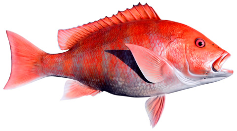 https://www.bigwateradventures.com/images/fish_species/large/red-snapperfish-large-480x266.jpg