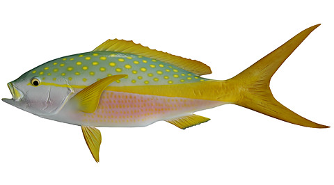 https://www.bigwateradventures.com/images/fish_species/large/yellowtail-snapper-large-480x266.jpg